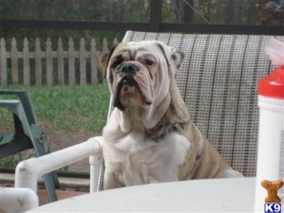Dogs - English Bulldog